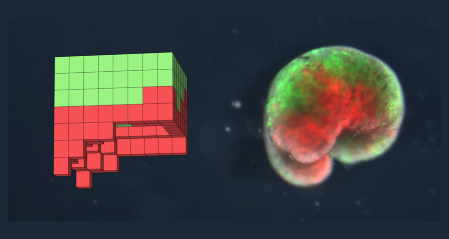 Xenobots — programmable living organisms built from frog cells
